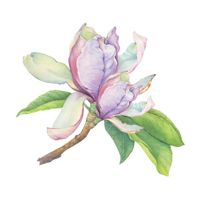 Magnolia